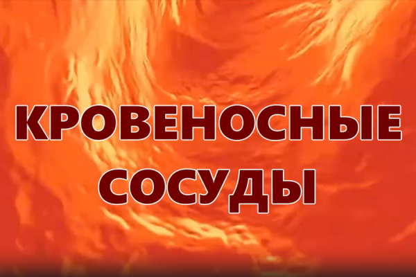 Кровеносные сосуды - учебный фильм